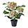 Selecciona variación de color: Hortensia blanco