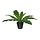 Select colour variation: Crocodile fern