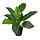 Current variation: Calathea