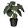 Select colour variation: Alocasia