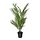 Selecciona variación de color: Chrysalidocarpus lutescens