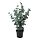 Current variation: Eucalyptus