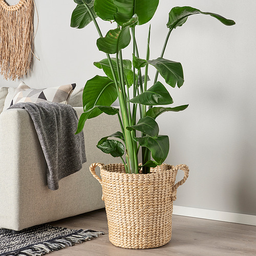 Cesta de tejido natural TÖRNBÄR, grande, sostiene plantas altas en macetas, agrega una decoración rústica.