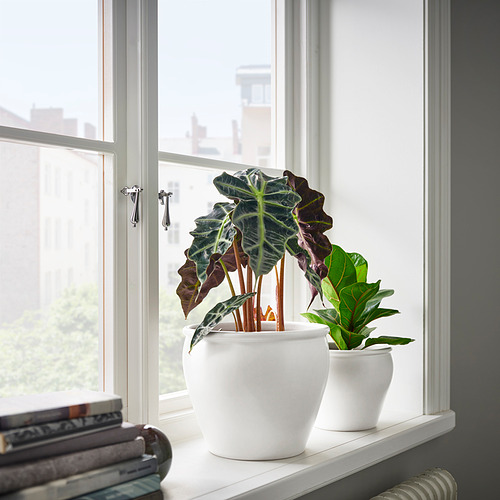 Las macetas blancas de AMBRARÖNN sostienen plantas en el alféizar de una ventana, más grande a la izquierda, más pequeña a la derecha, con libros debajo.