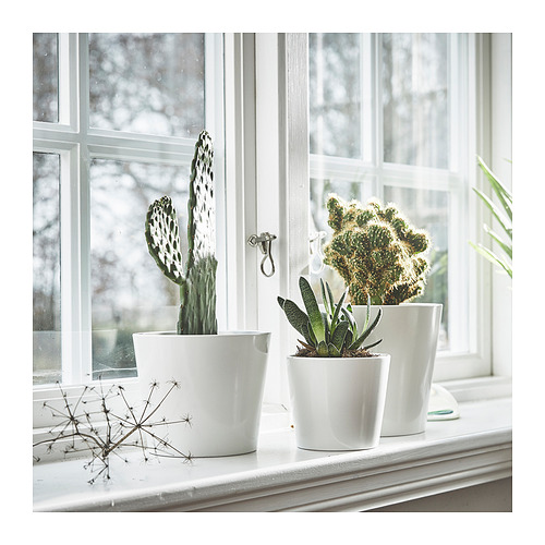 SOJABÖNA, plant pot. 2 of 9 open dialog