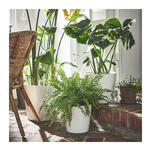 Tres macetas de barro blanco con varias plantas verdes en su interior, colocadas sobre una superficie de ladrillo junto a una silla de mimbre y botellas de vidrio.