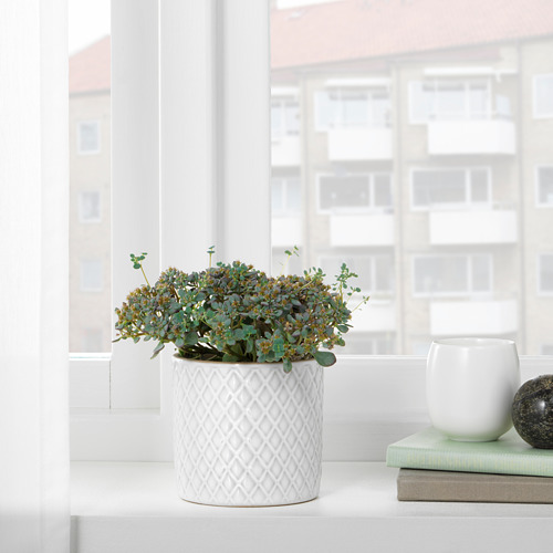 Planta, libros en el alféizar de la ventana