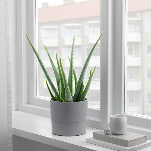 Planta, taza, libro en el alféizar de la ventana.