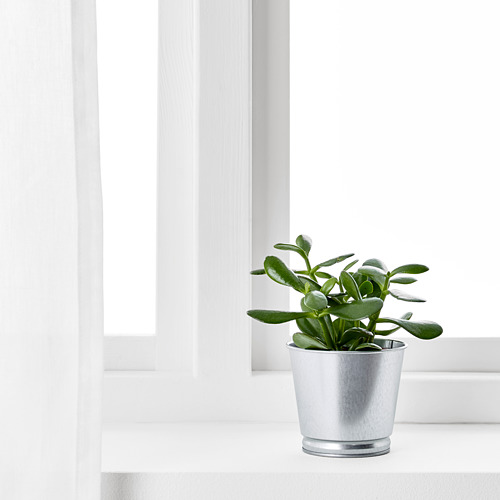 Pequeña planta en maceta en un recipiente plateado se encuentra cerca de la ventana, agregando decoración y vegetación al hogar.
