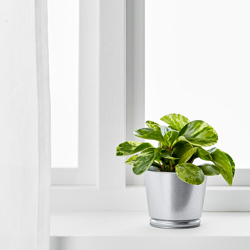 BINTJE, plant pot. 5 of 7 open dialog