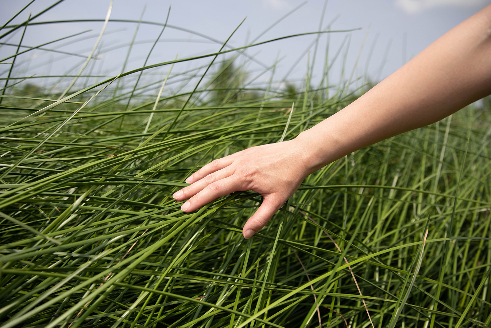 Hand brushing through tall grass in an open field under the sky. A simple, natural outdoor moment.