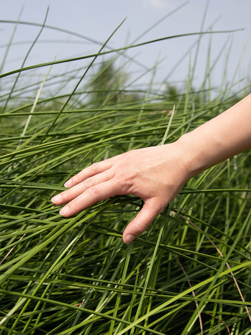 Hand brushing through tall grass in an open field under the sky. A simple, natural outdoor moment.