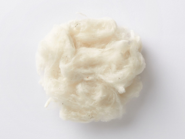 Soft natural raw cotton tuft isolated on a smooth white background.