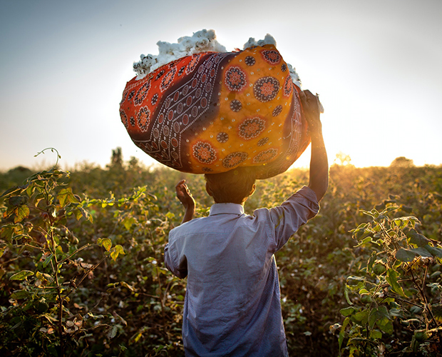 Person carries a large bundle of cotton on their head through a field at sunset.