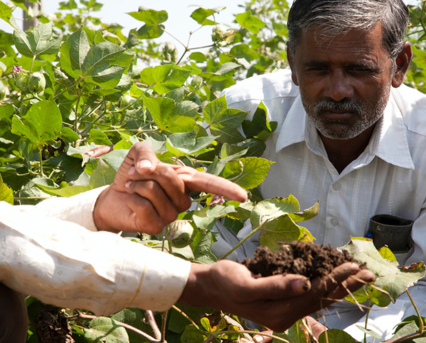 Two men in a field examining soil in one's hand, surrounded by green plants.