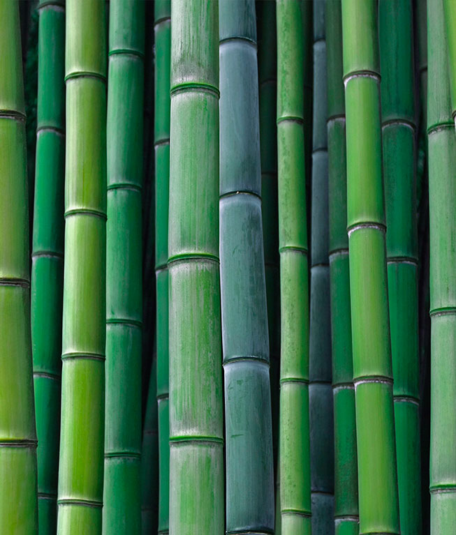 bamboo cane