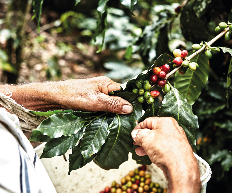Primer plano de unas manos recolectando granos de café rojos y verdes de una rama frondosa sobre una cesta.