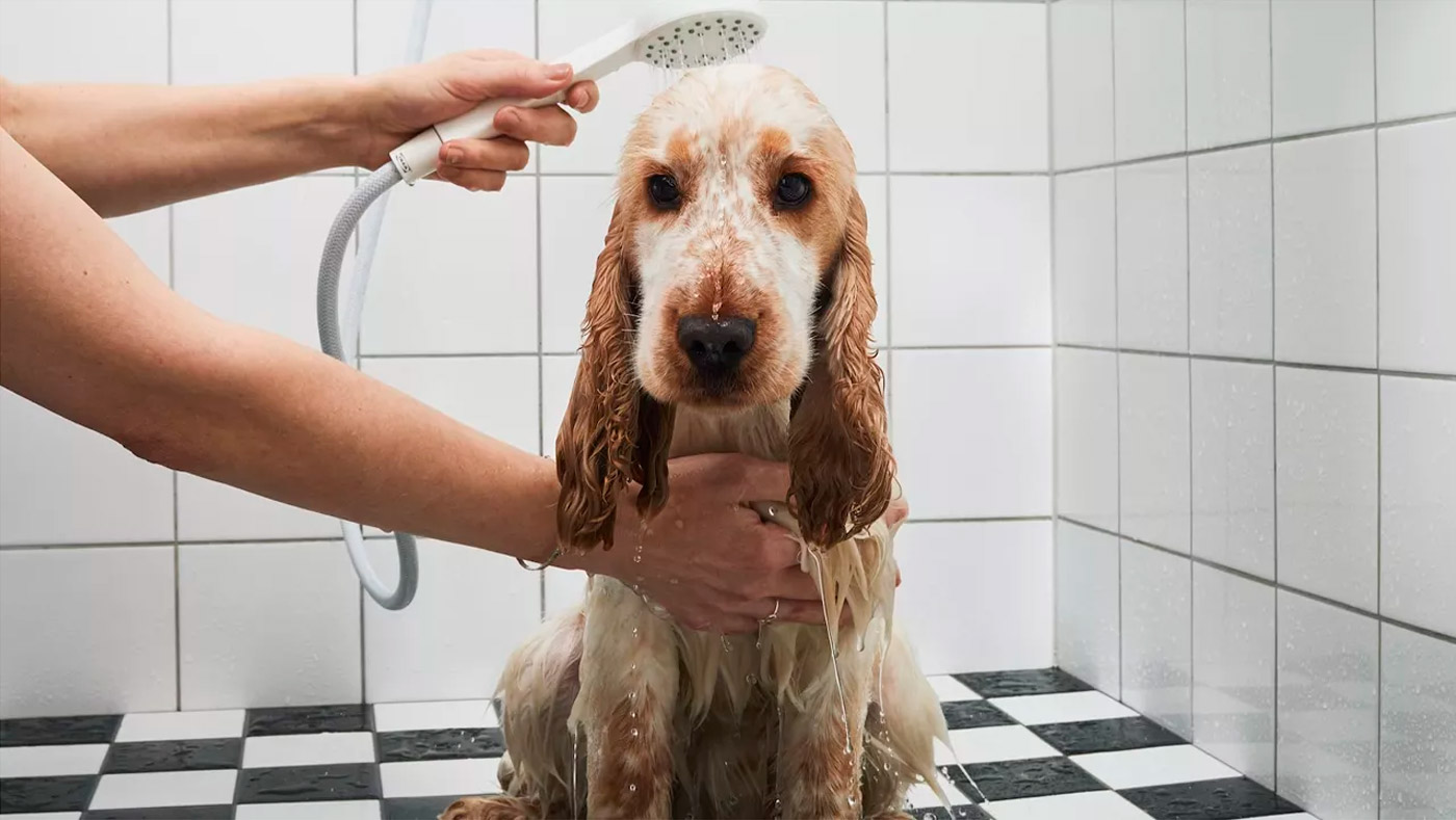 Perro mojado en la ducha con azulejos, luce tranquilo mientras lo enjuagan con una ducha de mano.