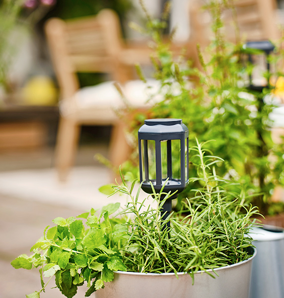 Macetas con plantas y hierbas al aire libre